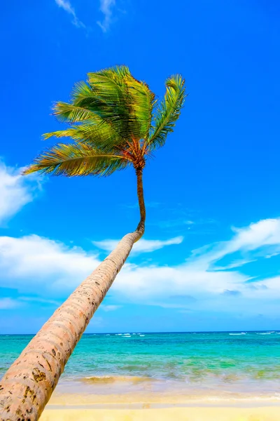 Palm okyanus gökyüzü