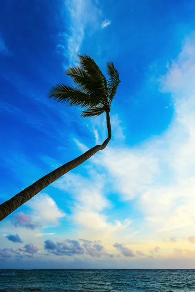 Palm okyanus gökyüzü