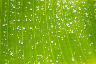 Yeşil palmiye yaprağı