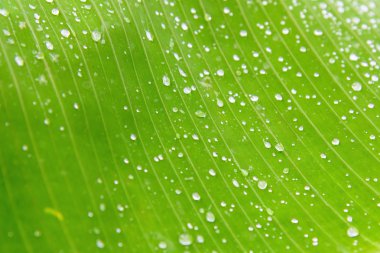 Yeşil palmiye yaprağı