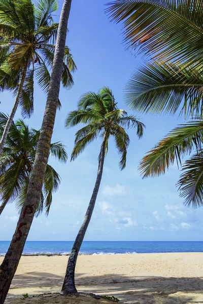 Palm okyanus gökyüzü