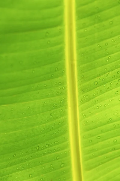 Folha de palma verde — Fotografia de Stock