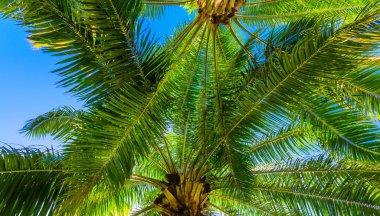 Palm güneş üst