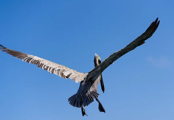 Flying pelican wild — Stock Photo, Image