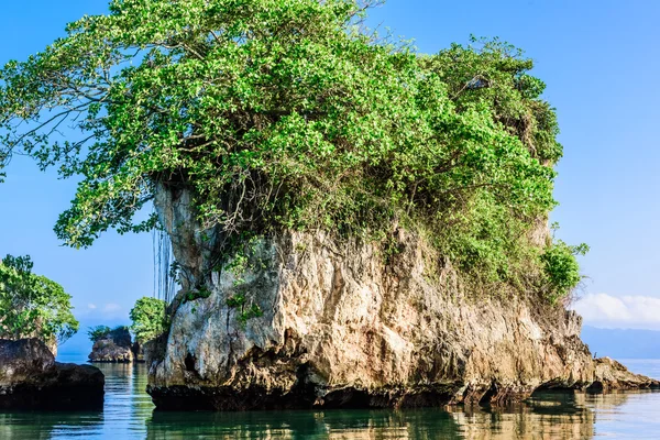 Floating island wild — Stock Photo, Image