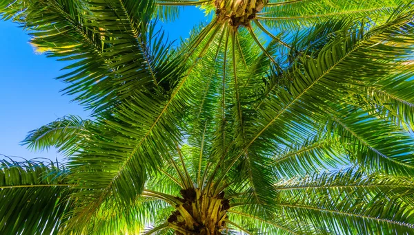 Palmsonne top — Stockfoto