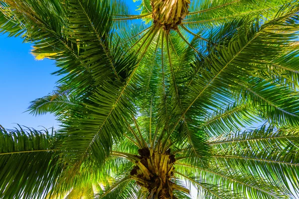 Palm сонцем вершині — стокове фото