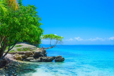 Okyanus sahil şeridine ağaçlar