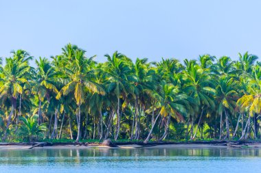 Okyanus sahil şeridine ağaçlar
