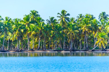 Okyanus sahil şeridine ağaçlar