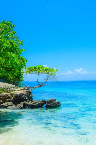 Costa del océano con árboles — Foto de Stock