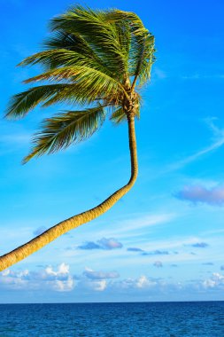 Palm okyanus gökyüzü