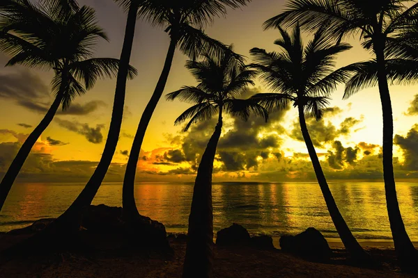 Palmiye ağaçları günbatımı silüeti — Stok fotoğraf