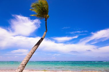 Palm okyanus gökyüzü