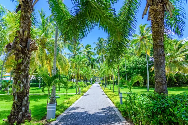 Groene palm alley — Stockfoto