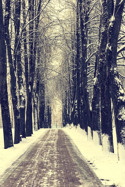 冬天路在树林里 — 图库照片