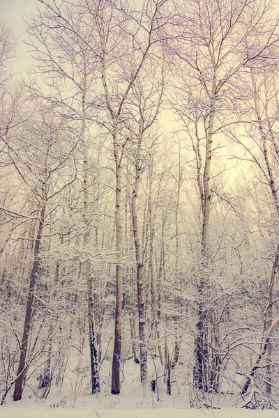 Nicht gefrorener Teich im Winter — Stockfoto