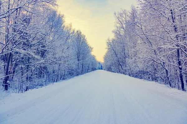 Winter road in the woods — Stock Photo, Image