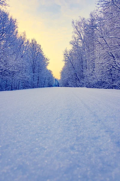 Winter weg in het bos — Stockfoto