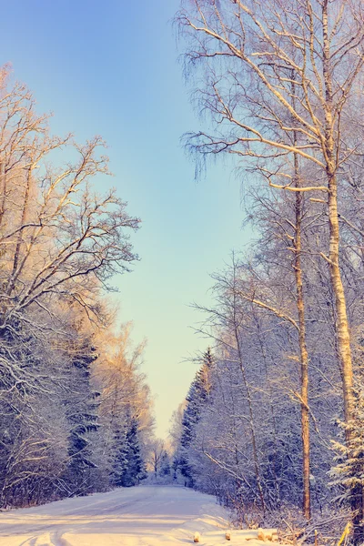 Winter weg in het bos — Stockfoto