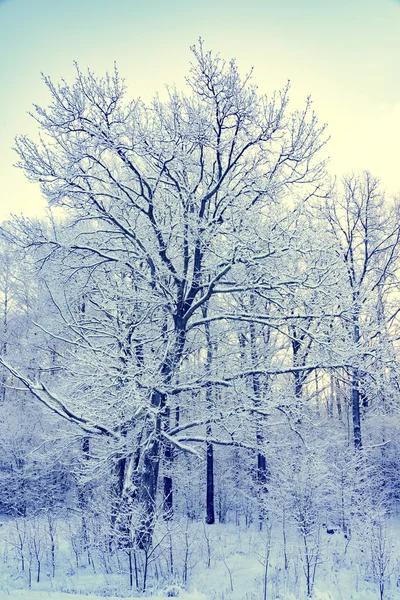 Nicht gefrorener Teich im Winter — Stockfoto