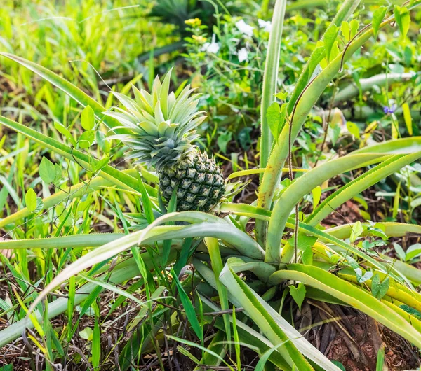 Ananas växande område — Stockfoto