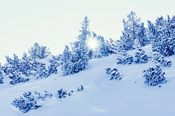 I raggi del sole Albero di Natale coperto di neve — Foto Stock