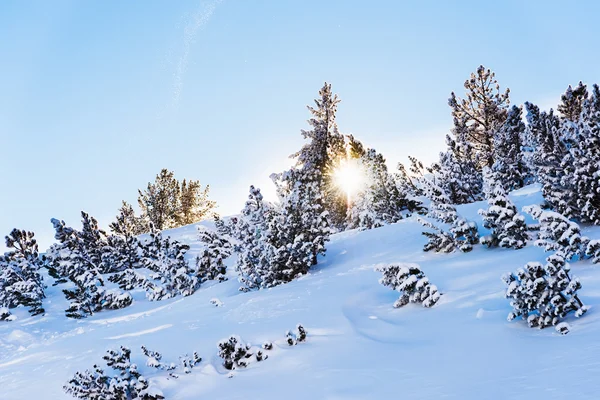 Los rayos del sol Árbol de Navidad cubierto de nieve — Foto de Stock