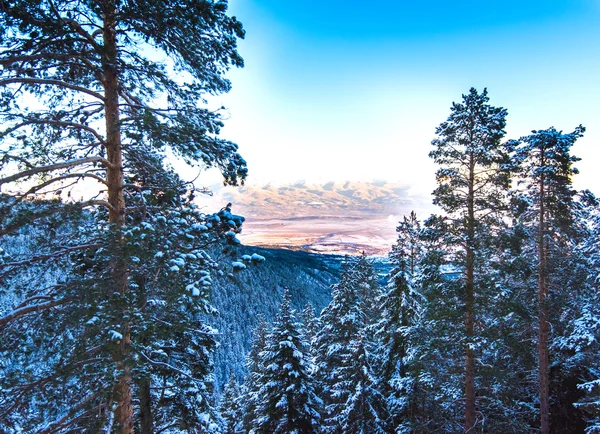 雪で覆われた丘の松の木 — ストック写真
