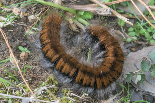 Lasiocampa trifolii caterpillar on background of vegetation and branches. Large, hairy yellowish-black caterpillar. Hair on both sides whitish larger than those on the upper part of the body.