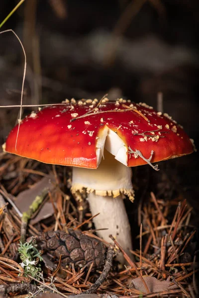 poisonous mushroom named amanita muscaria in its natural environment