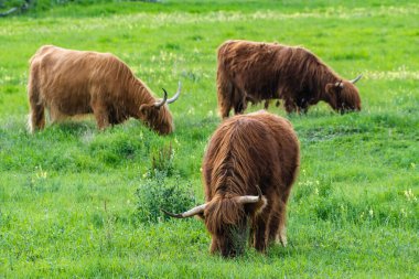 Yeşil bir çayırda otlayan bir İskoç ineği