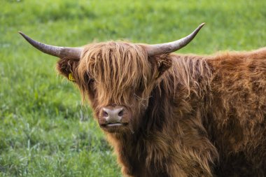 Yeşil bir çayırda otlayan bir İskoç ineği