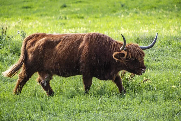 Una Vaca Montañesa Pastando Prado Verde — Foto de Stock