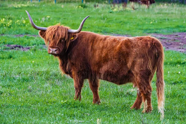 Uma Vaca Das Terras Altas Pastando Prado Verde — Fotografia de Stock