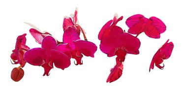 Çiçek Sanat illüstrasyon