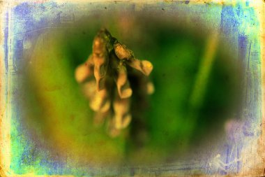 Vintage çiçek sanat illüstrasyon