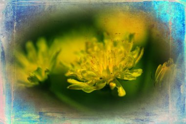 Vintage çiçek sanat illüstrasyon