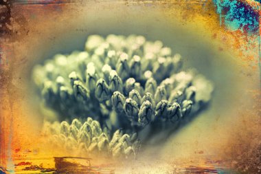 Vintage çiçek sanat illüstrasyon