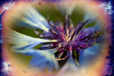 Vintage çiçek sanat illüstrasyon