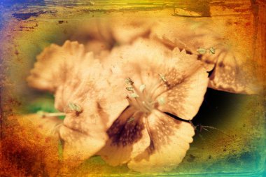 Vintage çiçek sanat illüstrasyon