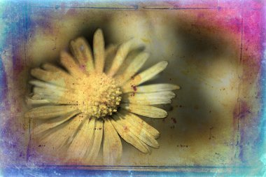 Vintage çiçek sanat illüstrasyon