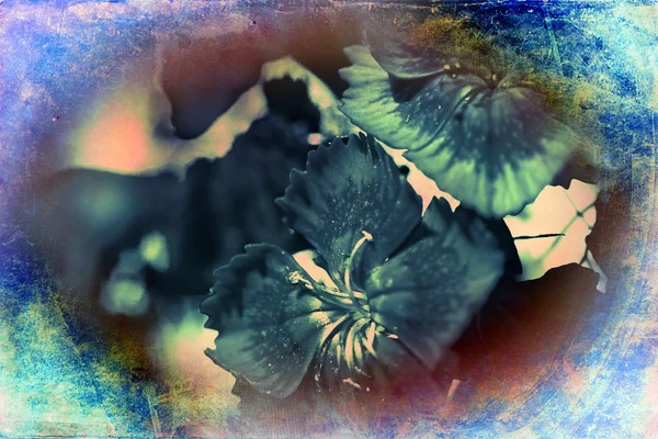 Ilustración de arte floral vintage — Foto de Stock
