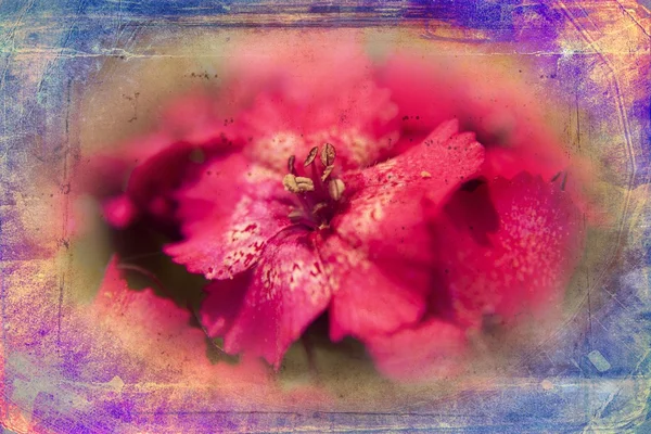 Illustration d'art floral vintage — Photo
