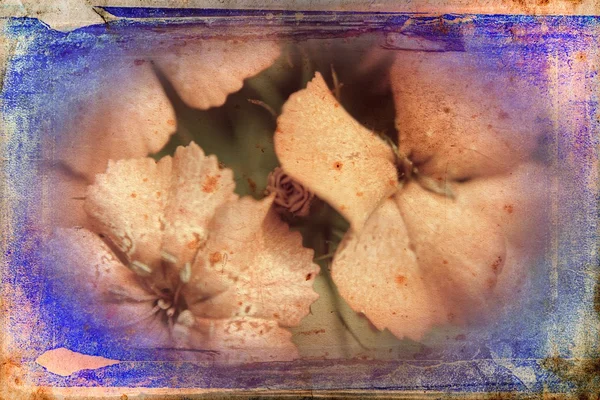 Ilustración de arte floral vintage —  Fotos de Stock