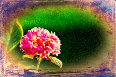 Vintage çiçek sanat illüstrasyon