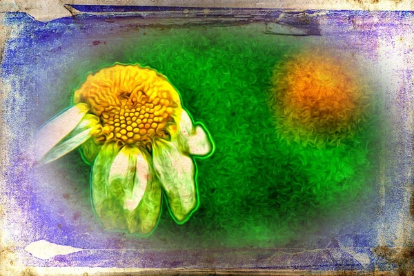 Vintage virág illusztráció — Stock Fotó
