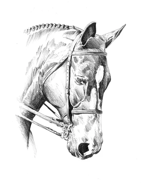 Dibujo a mano alzada cabeza de caballo lápiz —  Fotos de Stock