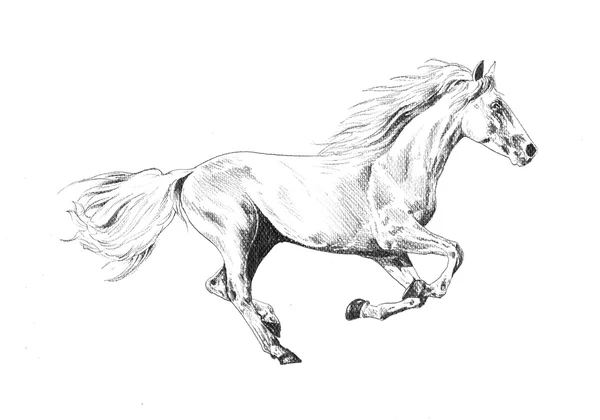 Tête de cheval à main levée dessin au crayon — Photo