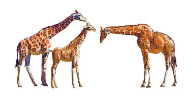 Zürafa beyaz arkaplanda izole edildi